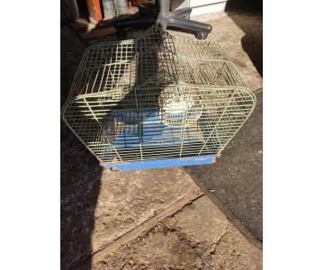 Narvelis žiurkėnui