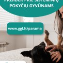 Atėjo vilkų išpuolių metas – kiek šunų prie būdų bus pasmerkti mirti šiemet?