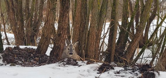 Sužalotos stirnos istorija: gyvūnas neišgyveno