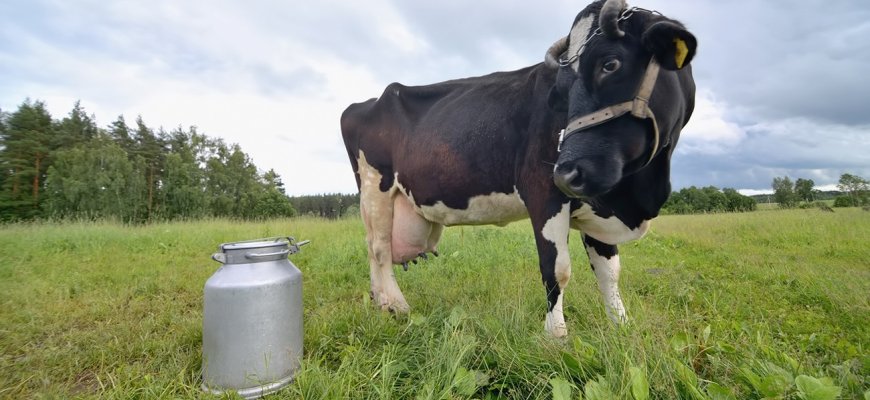 Lietuvos pieno gamintojams – išskirtinio dydžio ES parama