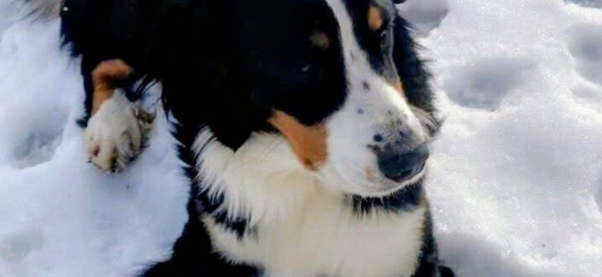 Prašo pagalbos: dingo šuo