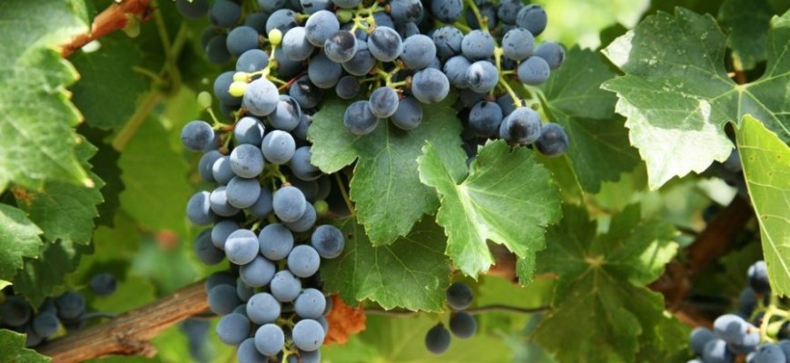 Kovo 5 d. kviečiame į seminarą su Aleksandro Stulginskio universiteto Agronomijos fakulteto dėstytojais/lektoriais