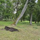 Rokiškį nusiaubė audra (video+foto)