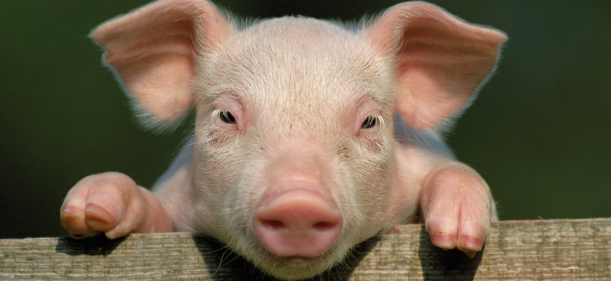 Apsauga nuo afrikinio kiaulių maro – saugus šėrimas
