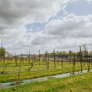 Neeilinė patirtis iš arti: Ilzenbergo dvaras kviečia kartu nueiti visą vyndarystės kelią