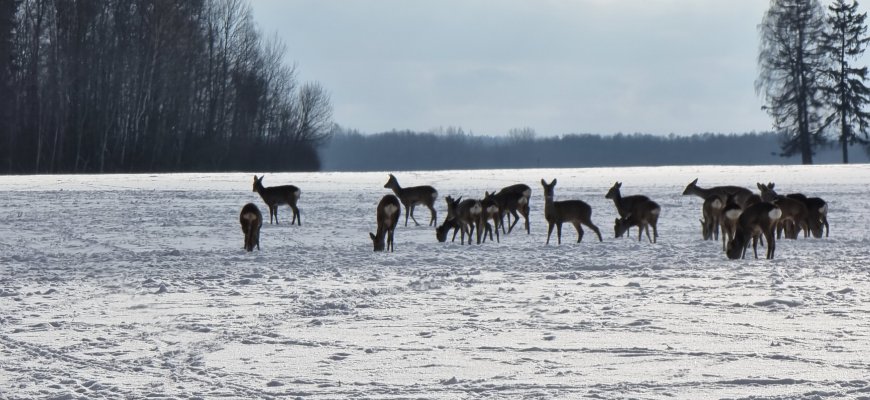 Tiek stirnų vienoje vietoje tikrai nematėte! (video+foto)