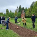 Puošia Velykalnio parką: jau augančių ąžuolų ir narcizų plantacijas šiemet papildė jurginai