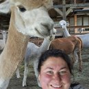 Tituluočiausias alpakų ūkis Lietuvoje priklauso Klaipėdoje gyvenantiems kraštiečiams T. ir G. Tarvydavičiams (foto)
