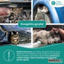 Specialistai įspėja: nuo -15°C lauke laikomus gyvūnus reikia įvesti į vidaus patalpas