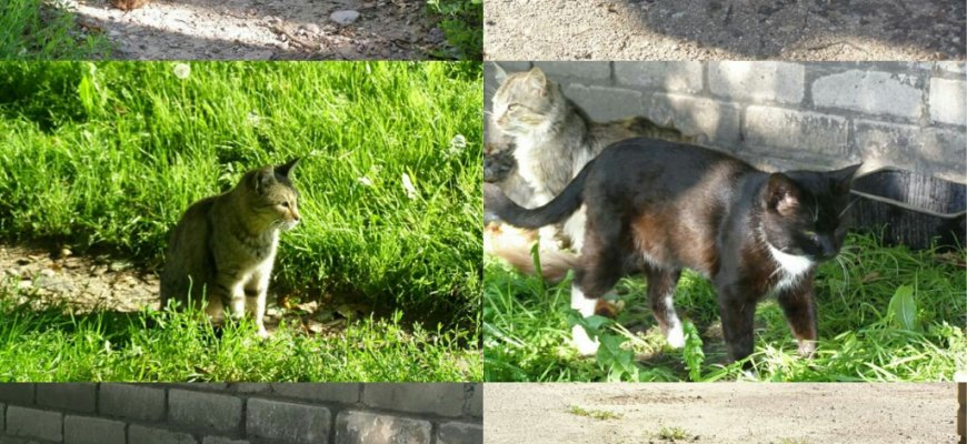 Rokiškio miesto Laisvės gatvėje – benamės katės