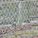 Tvarkoma AB „Rokiškio Sūris“ teritorija (video+foto)