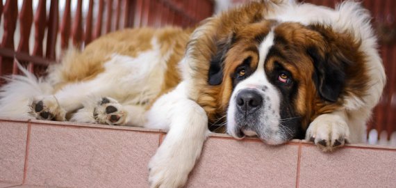 Atsisakyta visuotino gyvūnų ženklinimo