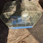 Narvelis žiurkėnui