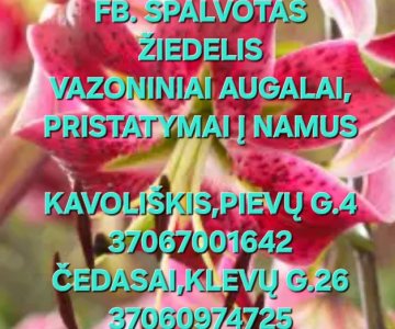 Vazoninės gėlės