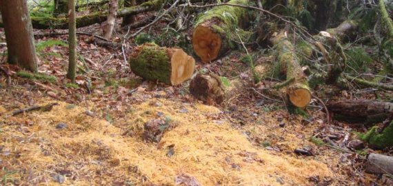 Atvykęs į savo mišką rado jį išpjautą