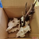 Rajono medžiotojai suskaičiavo raguotuosius trofėjus: Pandėlio girioje sumedžiotas unikalus gamtos reiškinys (foto)