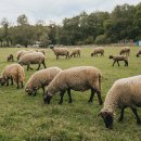 Šviežias derlius iš Ilzenbergo dvaro ant jūsų stalo