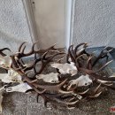 Rajono medžiotojai suskaičiavo raguotuosius trofėjus: Pandėlio girioje sumedžiotas unikalus gamtos reiškinys (foto)