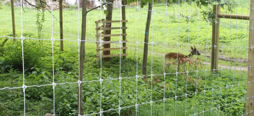 Lankytojai jau gali susipažinti su nauju aptvaro gyventoju (foto)