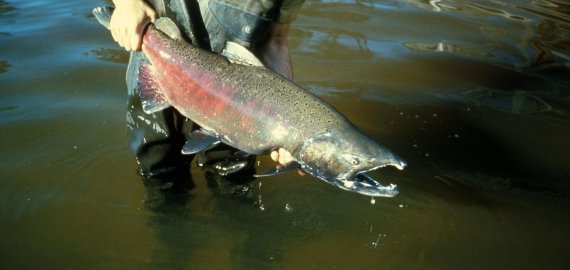 Aplinkosaugininkai pradeda akciją „Lašiša“
