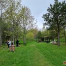Puošia Velykalnio parką: jau augančių ąžuolų ir narcizų plantacijas šiemet papildė jurginai