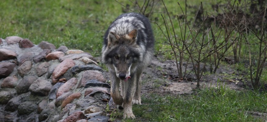 Per šį medžioklės sezoną leista sumedžioti 307 vilkus