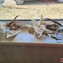 Rajono medžiotojai suskaičiavo raguotuosius trofėjus: Pandėlio girioje sumedžiotas unikalus gamtos reiškinys (foto)