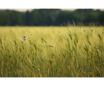 Žemės sklypas Obelių seniūnijoje