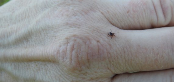 Trečdaliu išaugus susirgimų skaičiui erkiniu encefalitu, gyventojai kviečiami skiepytis, gamtoje dėvėti tinkamus rūbus