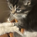 Nelaimėlių Jūžintų seniūnijoje istorija – 6 kačiukus ir katę įkalino dėžės spąstuose 