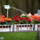 Balandžio 6 d. sodinukų mugė „Aš sodinu“ suburs žymius sodininkus ir medelynus į Rokiškį