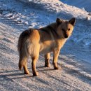 125 serijos šuns Sniegiaus istorijos 