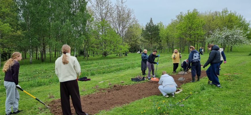 Puošia Velykalnio parką: jau augančių ąžuolų ir narcizų plantacijas šiemet papildė jurginai