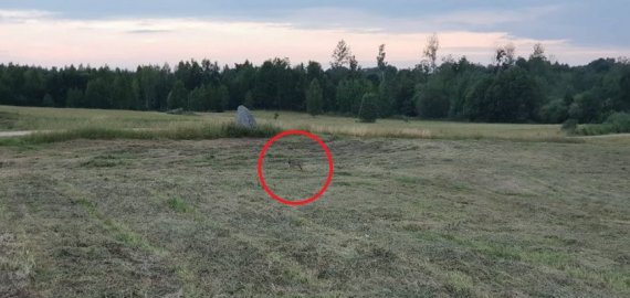 Rokiškio miškuose vilkams neramu: paskirstyta likusi leidžiamų sumedžioti vilkų limito dalis 