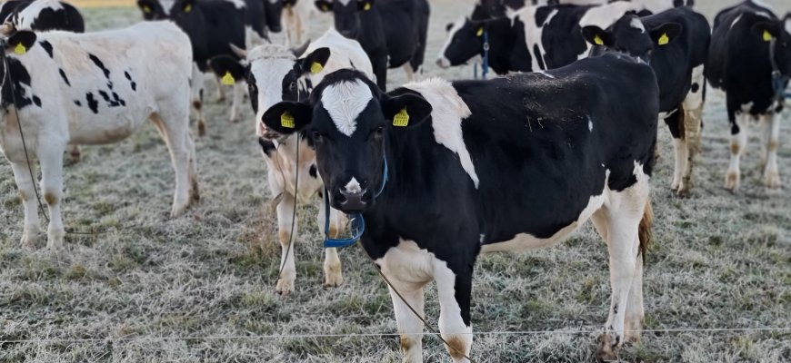 Kviečia į seminarą: kaip keičiasi žalio pieno supirkimo priežiūra?