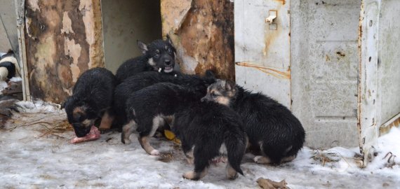 Šuniukams ir jų mamai labai reikalingi namai