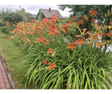 Daugiametės gėlės