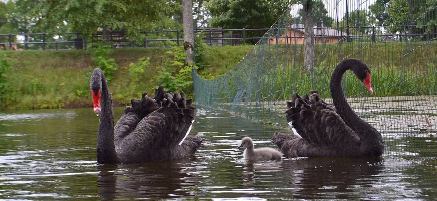 Krikštynos Rokiškio dvaro tvenkinyje (foto)