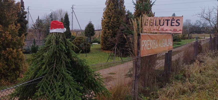 Kalendorius pranašauja žiemą: kada į namus keliaus Kalėdų eglės?