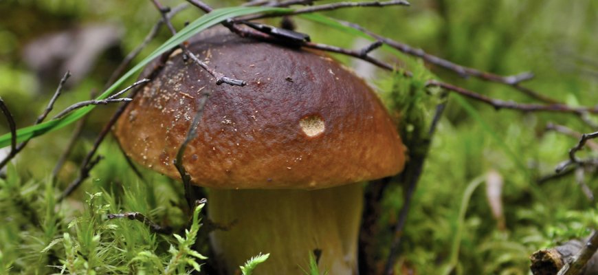 Grybų sezonas įsibėgėja: ką svarbu žinoti prieš einant į mišką