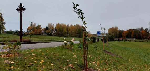 Sakuros juosia rajoną: pavasarį pražys Obeliuose ir Jūžintuose