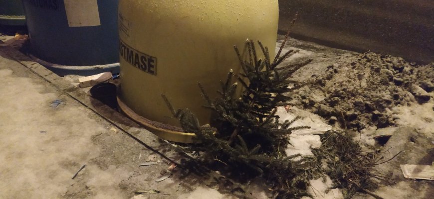 Laukia nupuoštų eglučių: mieste šiemet bus trys surinkimo punktai