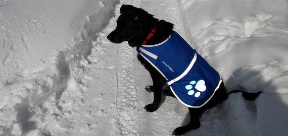 Gyvūnui prisegtas atšvaitas gali išgelbėti ir šeimininko gyvybę