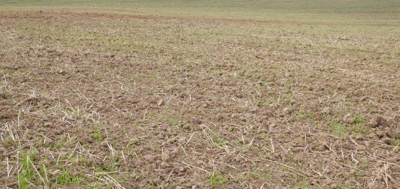 Pasėlių draudimo nuo stichinės sausros išlaidos bus iš dalies kompensuojamos