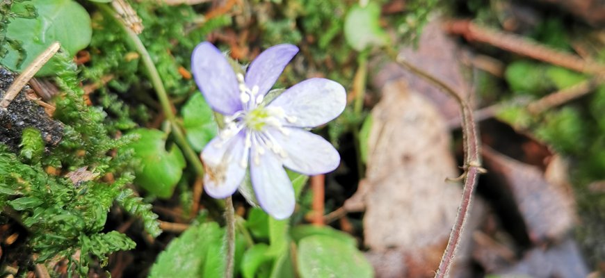 Kriaunų seniūnijos miškuose pavasaris - žydi žibutės (foto)