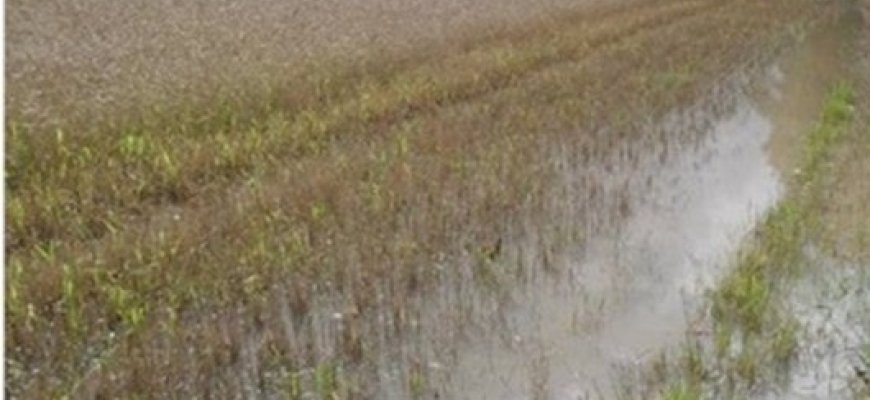 Dėl 2025 m. ilgo lietingo laikotarpio patirtų nuostolių atlyginimo žemdirbiams