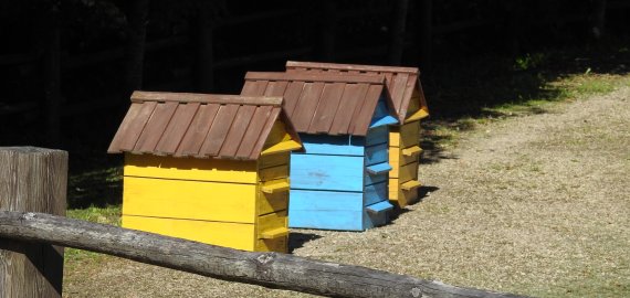 Pasaulinė bičių diena: patarė, kiek medaus vartoti per dieną ir kur jo nelaikyti