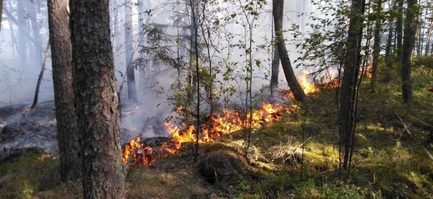 Išdegė 0,5 ha miško paklotės