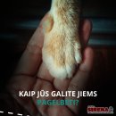 Mirus šeimininkui gyvūnai lieka vieni: kaip to išvengti