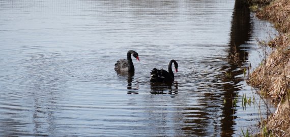 Į Rokiškio krašto muziejaus tvenkinį sugrįžo juodosios gulbės (foto + video)